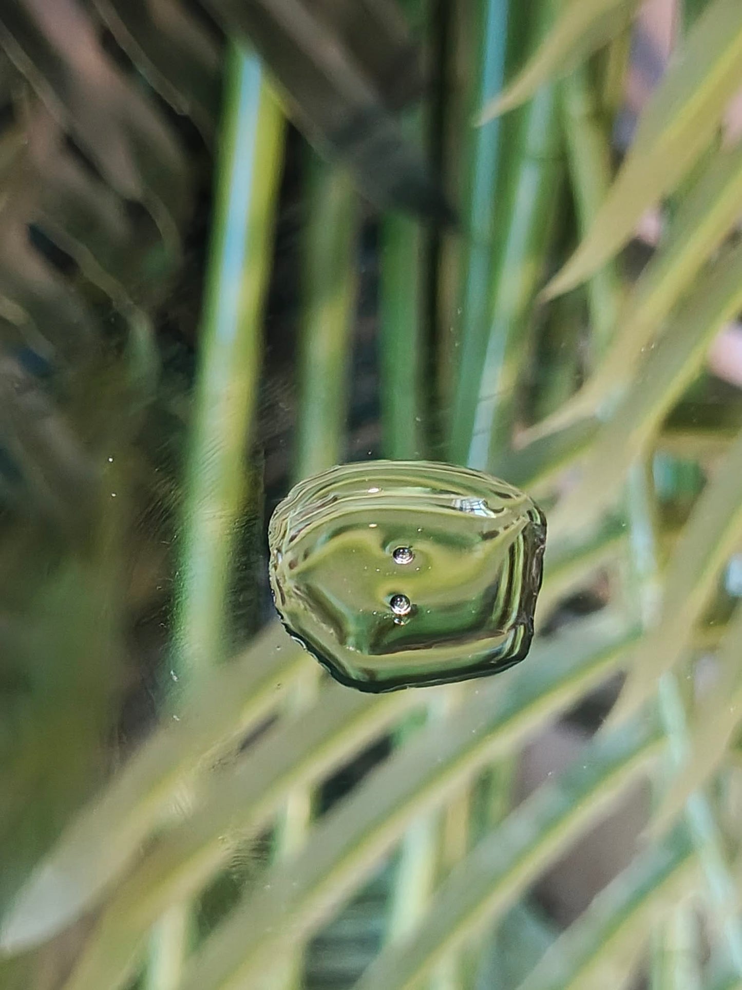 Desert Nourish Hair Oil