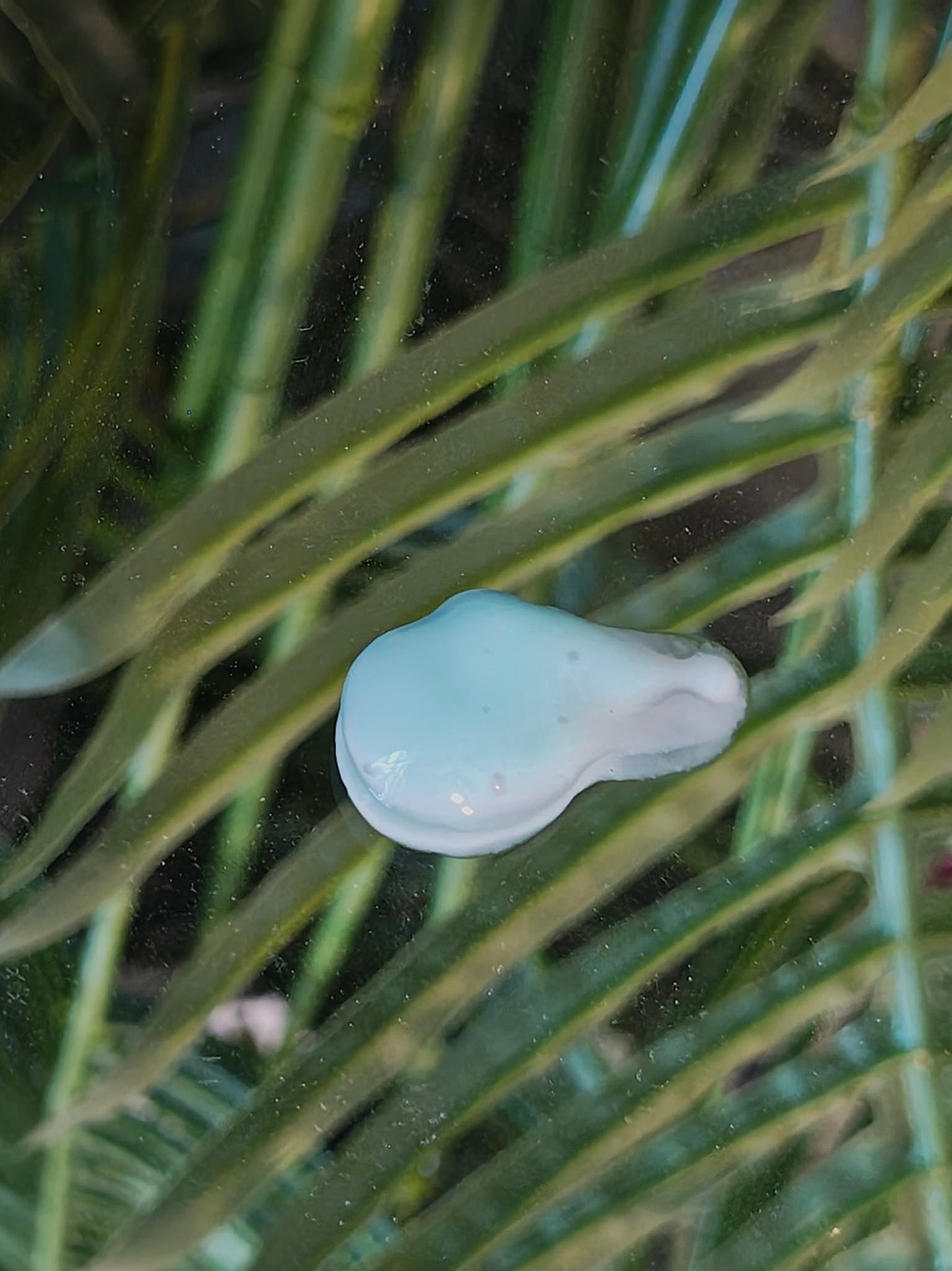 Garden Radiance Hydrating Serum